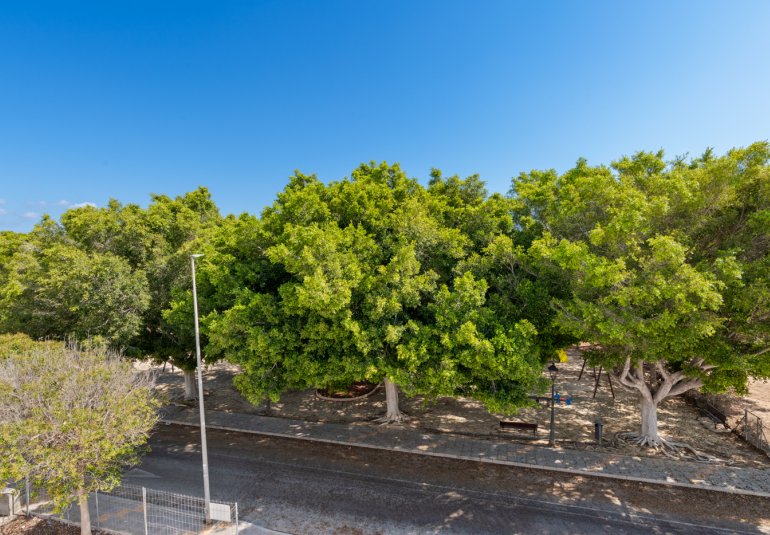 Nouvelle construction - detached -
Pilar de la Horadada