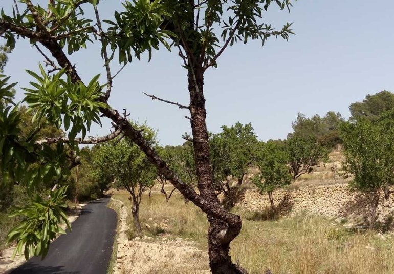 Revente - Parcelle / Terrain -
Benissa