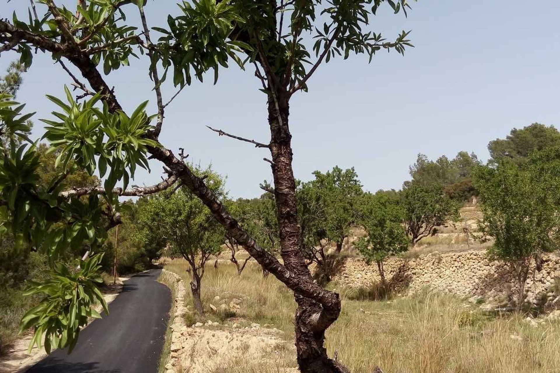 Revente - Parcelle / Terrain -
Benissa